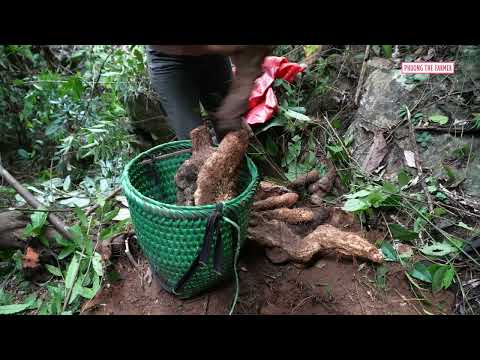 What Happens When We Find GIANT Tubers In The Woods To Sell