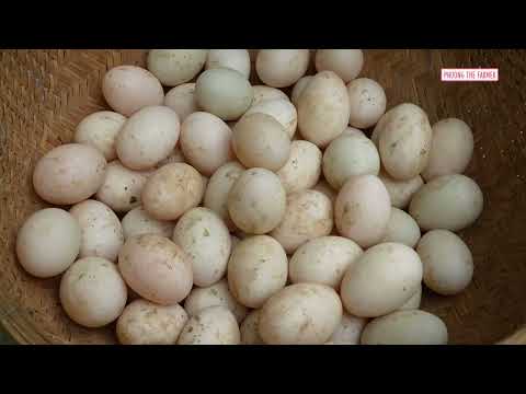 Satisfying Harvest Of Thousands Of Duck Eggs In Nests 3