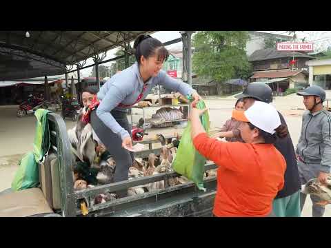 Duck Harvest Tiny 3 Wheeled Truck Carries A Huge Load To