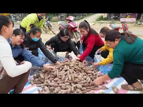 Harvesting A Lot Of Sweet Potatoes By 3 Wheeled Vehicle Go