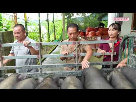 Truck Transporting A Herd Of 600KG Pigs Go To Sell