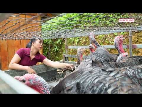 Harvesting Lots Of Big Turkeys Bringing Farm Poultry To The