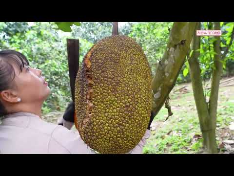 Massive 1000KG Jackfruit Harvest By 3 Wheeled Vehicle Go To