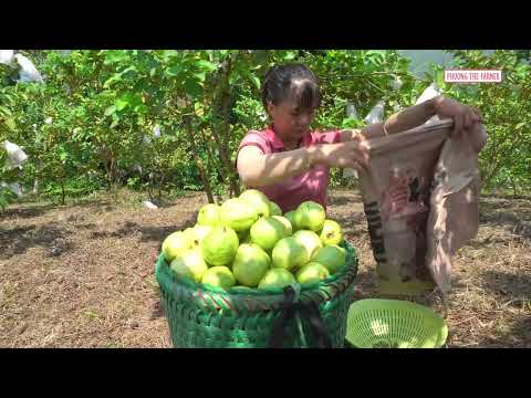 Massive Pink Guava Harvest Fresh Fruits From The Orchard Go