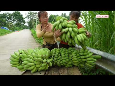 Harvesting Thousands Of Bananas From The Garden Go To