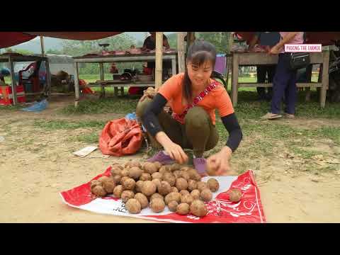 Sweet Sapodilla Harvest Market Sell Planting Spinach in the