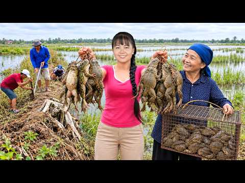 This is How We Harvest Farm Frogs to Sell Preserving Sponge
