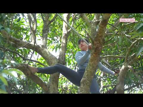 Extreme Tree Climbing For Giant Lychees 3 Wheeled Truck