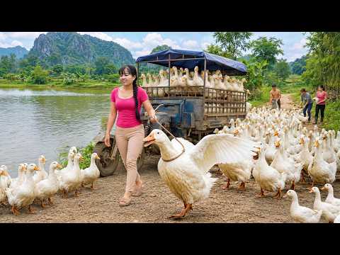Massive Duck Harvest After 3 Months Raising Goes To