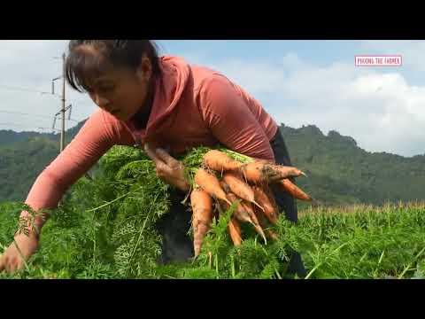 Massive Giant Carrot Harvest On Rural Farm Goes To