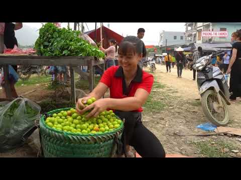 Harvesting Plums For Market Sell And Supermarket Trip