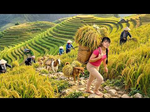 Traditional Harvest Mastery Hard Work in the Golden Rice