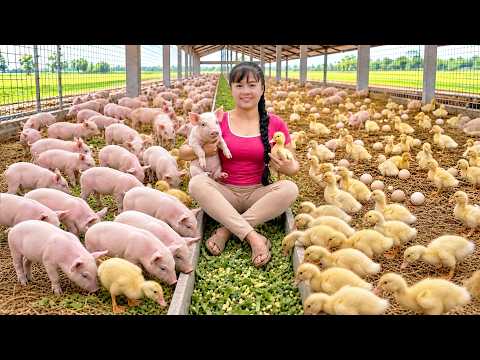 OMG Buying Lots of Piglets Ducklings Phuong s Farm Raises