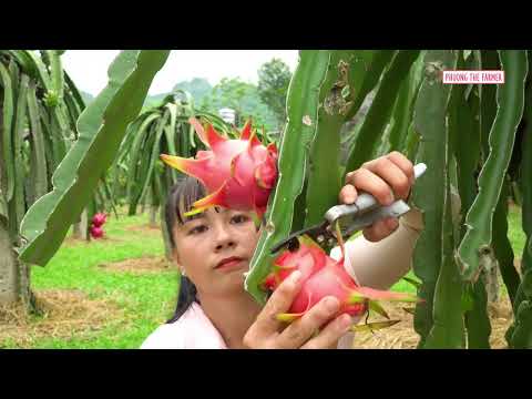 Harvest Miracle Pink Dragon Fruits Tricycle Drive to