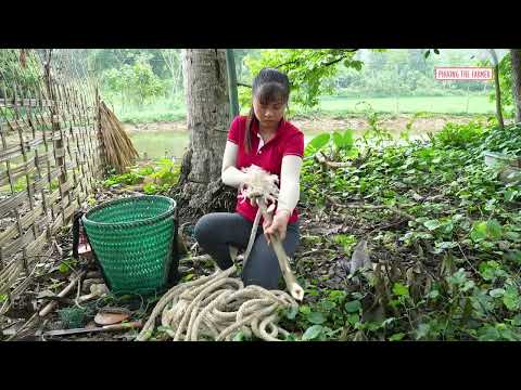 Harvesting Giant Coconuts Go To Market Sell Relaxing Farm