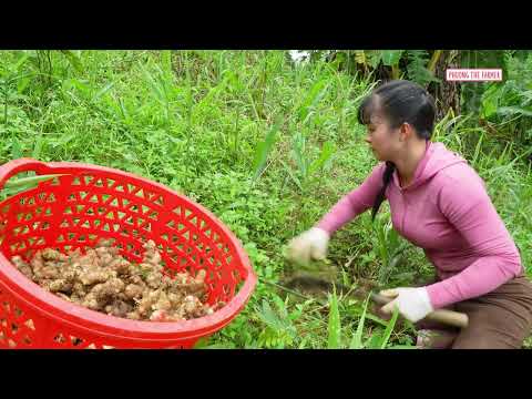 Harvesting Rare High Hill Ginger to Sell at Market Loading