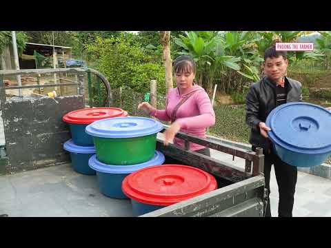 Massive Coconut Weevils Harvest 3 Wheeled Truck Goes To