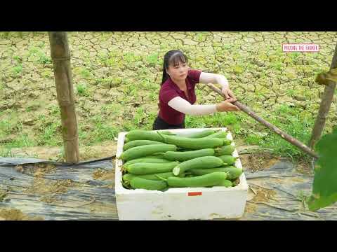 Massive Harvest Of 1000 Luffa Gourds Overloaded 3 Wheeled