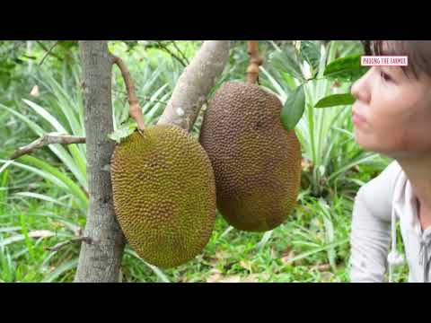 Harvest GIANT Jackfruit And Pineapple Sell Them At Market