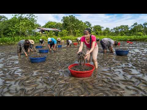 Catching Many Eels In The Swamp Go To Market Sell Village