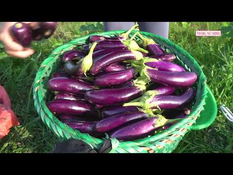 Harvesting A Lot Of Eggplants On Off Grid Farm Go To