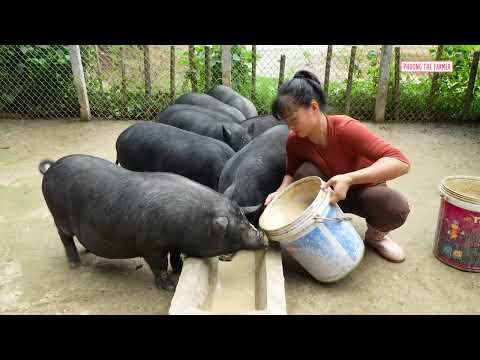 Massive Pigeon Harvest Overloaded Truck Transports