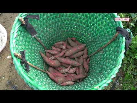 Traditional Farmers Harvest Tons Of Sweet Potatoes This Way