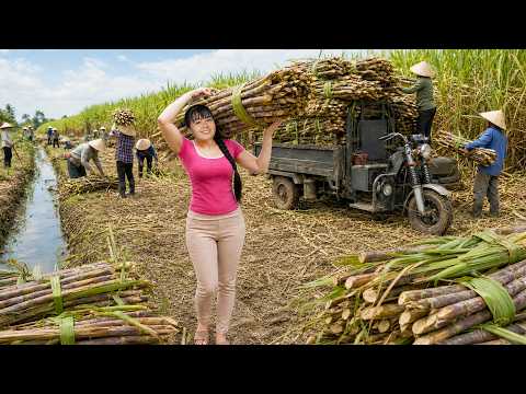 Harvesting Sugarcane Tiny 3 Wheeled Truck Carries Huge Load