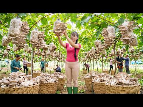 How Fresh Mushrooms are Foraged Processed Small Scale Farm