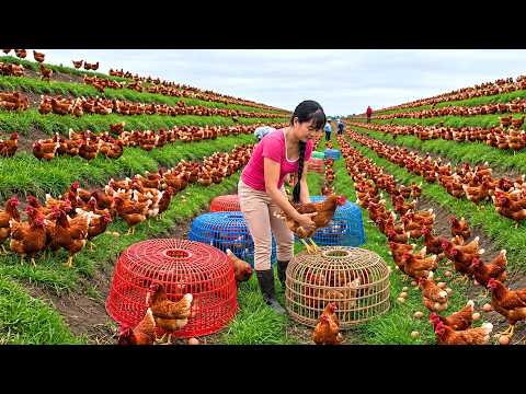 Harvesting THOUSANDS Of Free Range Chickens For Market Sell