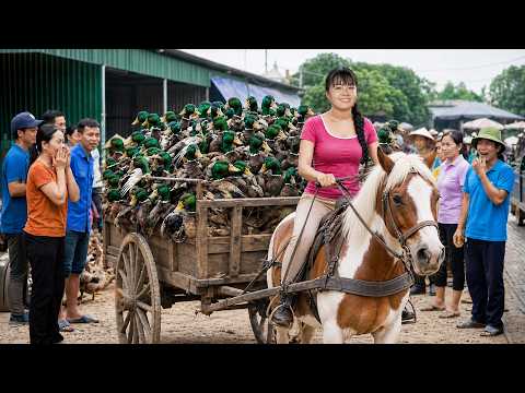 Everyone Stopped to Watch Our Farm Horse Carrying Tons of