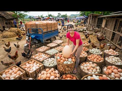 3 Wheeled Truck Harvesting Thousands Of Chicken Eggs Go To