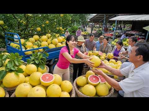 Bumper Grapefruit Harvest In The Garden Bringing Fresh