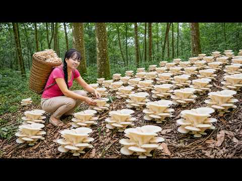 Satisfying Oyster Mushroom Harvest Goes To Market Sell
