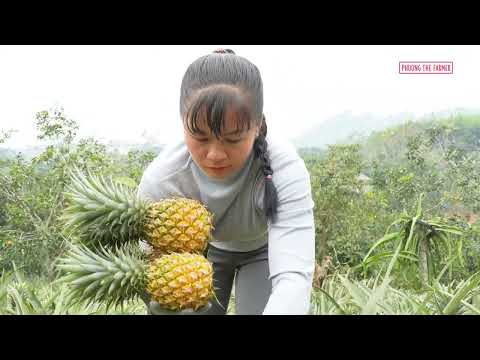 365 Days Harvesting A Lot Of Pineapple By 3 Wheeled Vehicle