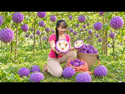 Harvest Wild Miracle Bitter Melons Farmer Life Selling at