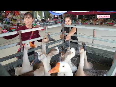 Buying Big Farm Geese For Market Sell Caring For Pigs Ducks