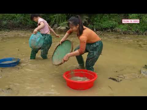 Farm Girl Catches Giant Mud Fishes Sells At Market and