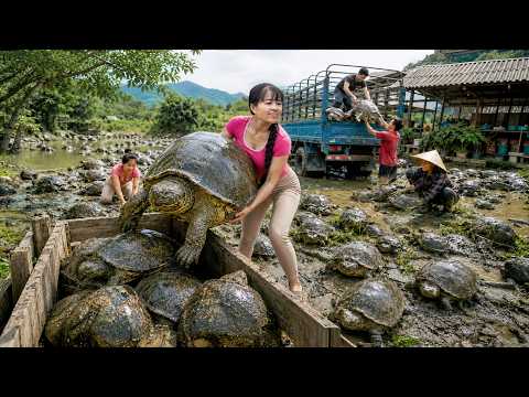 Buying A Lot Of Giant Turtles From Farmers Truck Transports