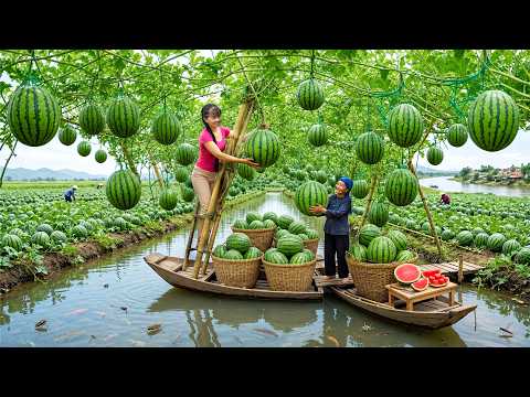 5000KG Of Watermelons Will Be Processed Modern Traditional