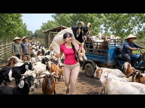 3 Wheeled Vehicle Transporting A Whole Goat Herd Buying