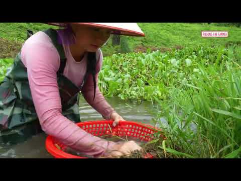 Gathering Wild Snails Under Water Hyacinth For Countryside