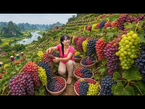 Massive Grape Harvest Goes To Village Market Sell