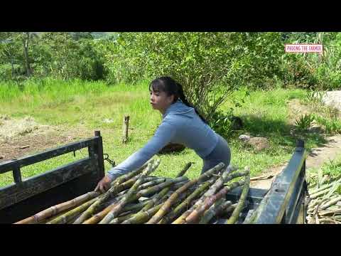 Sweet Sugarcane Harvest Selling Fresh to Villagers Process