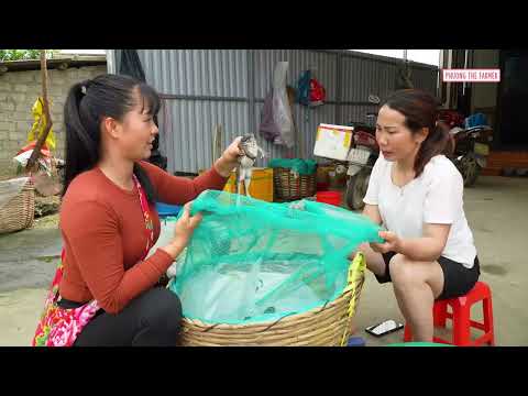 Buying A Huge Load Of Frogs From Farmer Woman 3 Wheeled
