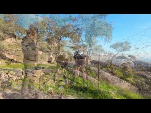 MUĞLA DA KÖY EVİ TADİLATI BAHÇEMİZE İLK FİDANIMIZI DİKTİK