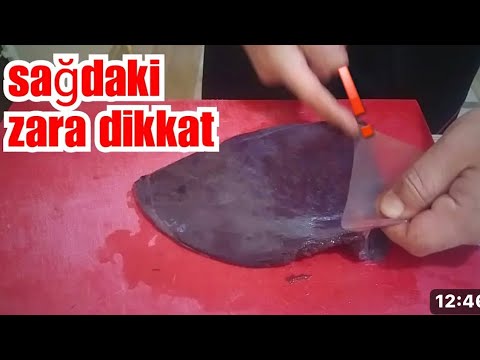 ASLA CİĞERE BIÇAK DEĞDİRME SAĞLIKLI BAKTERİ ZARIN ALTINDA