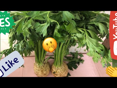 YAN GÖZLE BAKIP GEÇMEYİN MUTLAKA DENEYİN KEREVİZ YEMEĞİ
