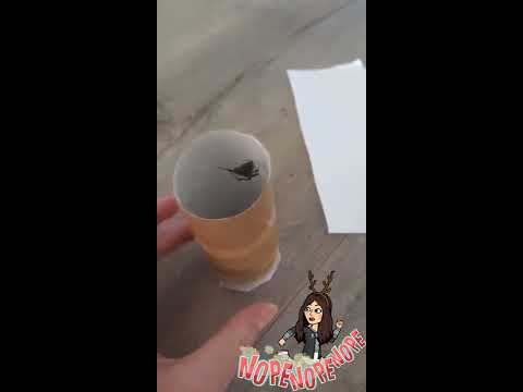 Redback Spider Catch and Sook Katherine