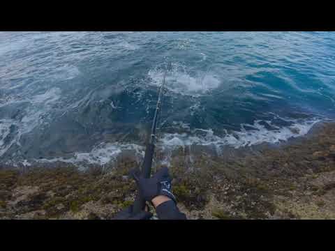 Throwing Lures at Feeding Frenzys New Season JE Wilds
